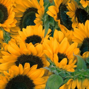 Image for choice number 4