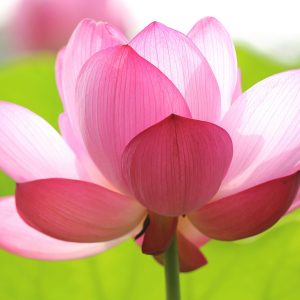 Image for choice number 7